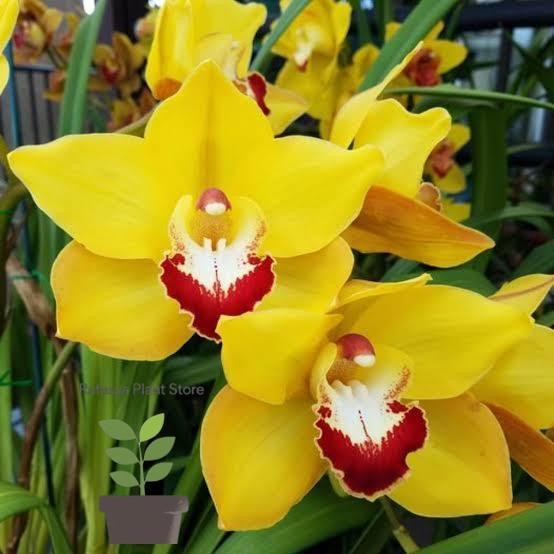 Anggrek Cymbidium aussie Sunsprite kuning - Tanaman Hias Anggrek Tanah