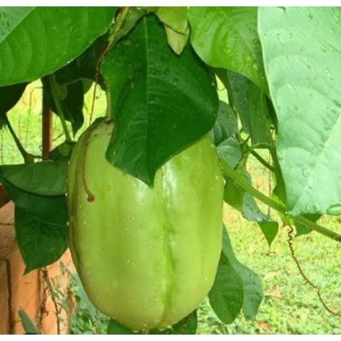 Bibit stek batang markisa jumbo/erbis