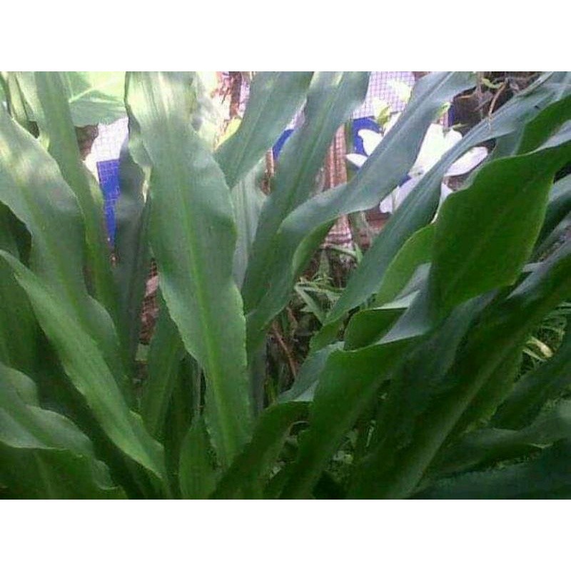 

Promo Daun bakung herbal banyak manfaat banyak khasiat kesehatan obat herbal Siap kirim secepatnya