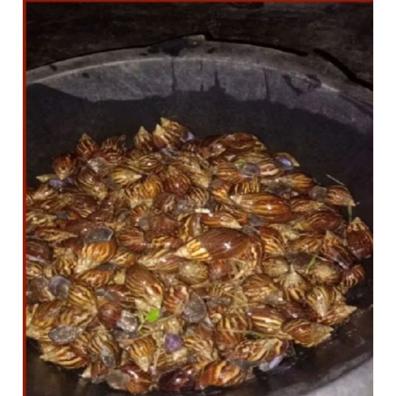 

jual bekicot idup,buat obat herbal 1 kg SPL