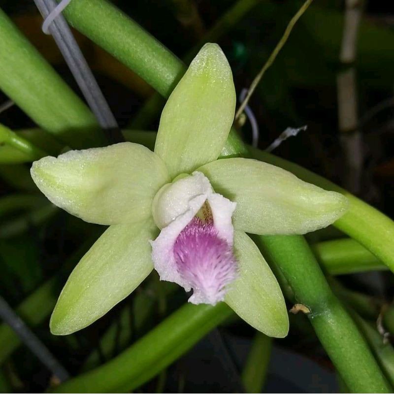 PROMO- Bibit Vanilla Aphyllum-stek batang anggrek vanilla blume spesies T.V.P