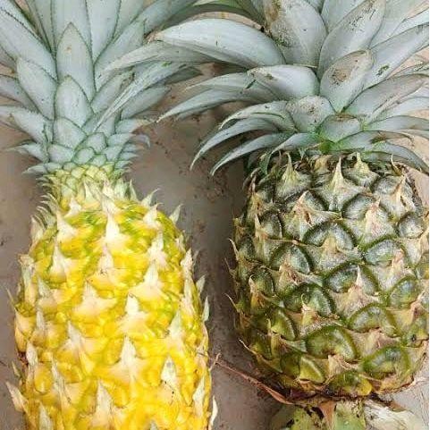 nanas muda Fresh segar ukuran besar kualitas terjamin bagus