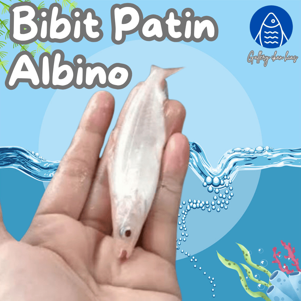 Hobi hobi Paket 25ekor Bibit  Patin Albino 9-10cm
