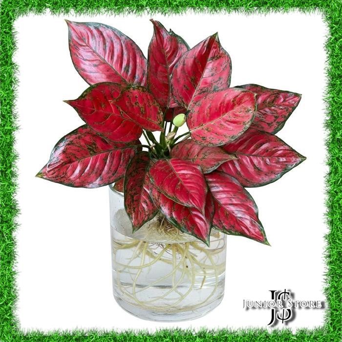 Bonggol Bibit Aglonema Red King