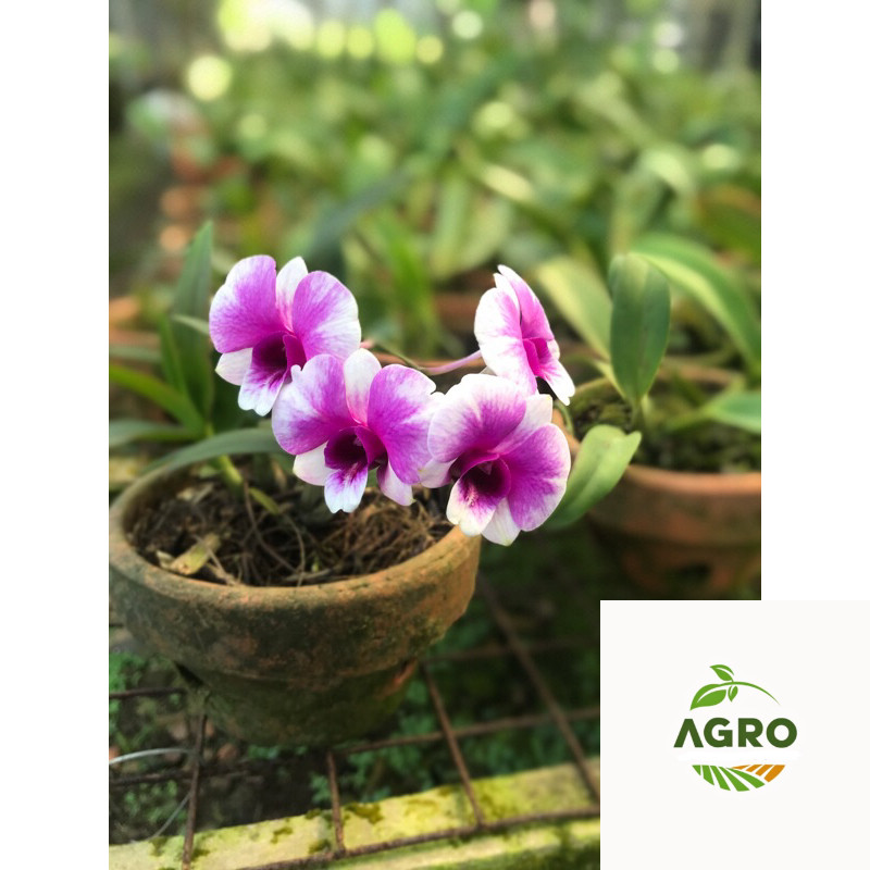 Anggrek Dendrobium yaya compactum