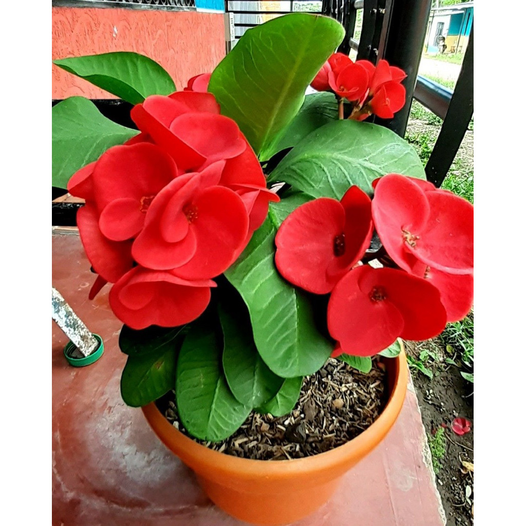 Tanaman Hias Euforbia - Bunga Euforbia Merah - Bibit Tanaman Ekorbia