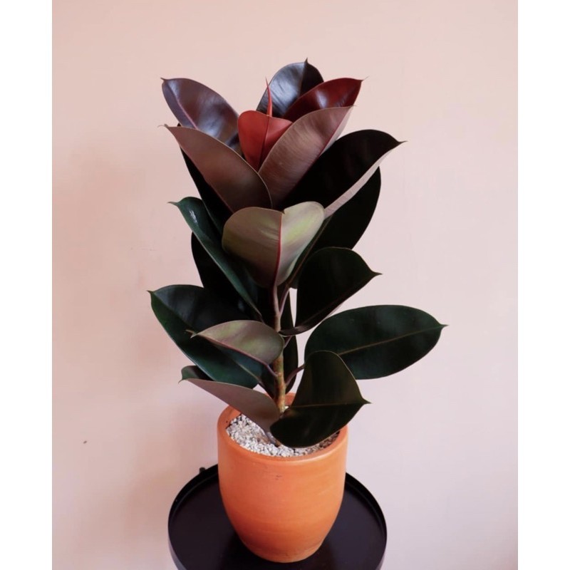 TERBARU BISA COD Tanaman hias RUBBER PLANT indoor karet kebo pohon karet kebo dalam ruangan , tanama