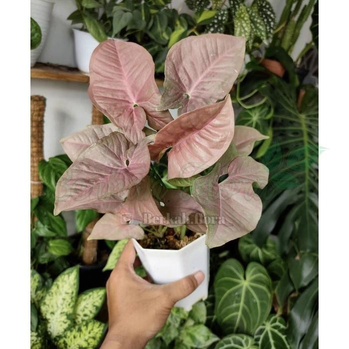 tanaman hias syngonium pink-tanaman hidup-bunga hidup murah -tanaman hias hidup-tanaman hidup(bunga 