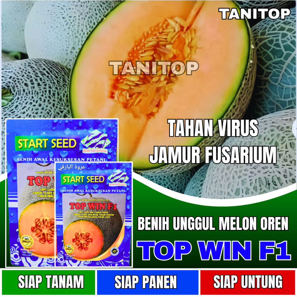vrt - Benih Melon Oren TOP WIN F1 Bibit melon super manis | bibit melon oren jumbo PREMIUM