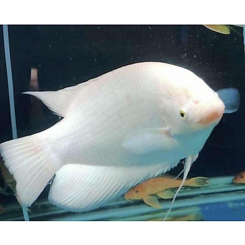 Hiasan aaquarium GURAME ALBINO / PADANG SIZE 2-4 cm