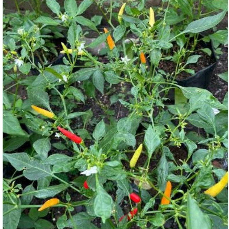 Paket 3 Pohon Cabe Setan/ Tanaman Cabe Setan/ Pohon Cabai Setan Murah Siap Kirim