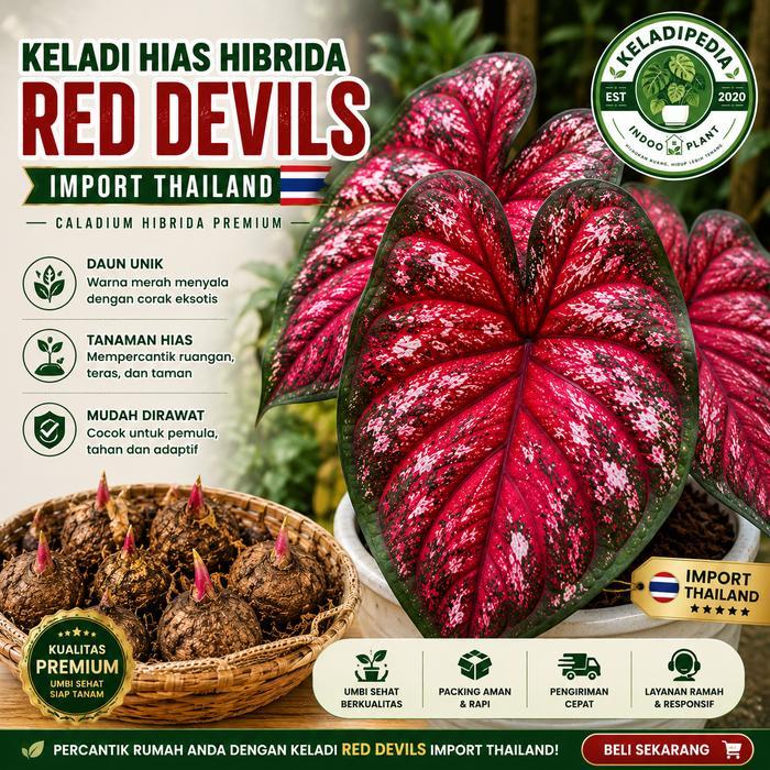 Umbi Keladi Red Devils Import Thailand - Keladi Hias Hibrida benih