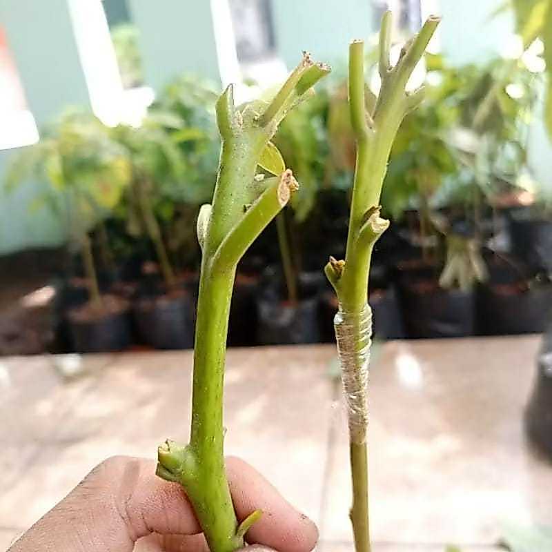 Batang entres alpukat pluwang original unggulan