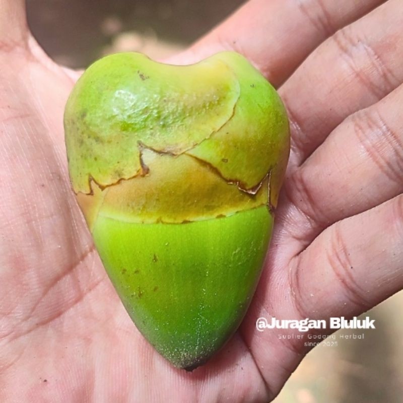 

Beluluk Pentil Kelapa Muda Kecil Fresh Bluruk Tembuluk Obat Herbal Diabetes Cengkir Bluluk Segar Per Biji