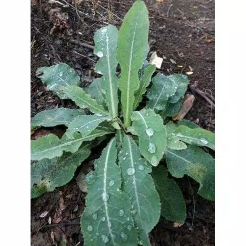 

herbal tempuyung batu ginjal (500gr)