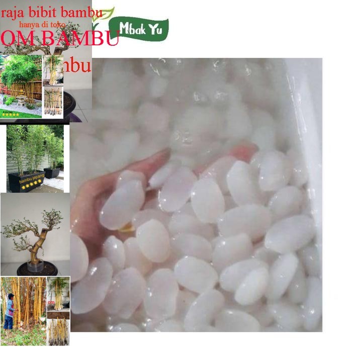 

Pilihan- Kolang Kaling Segar 1Kg