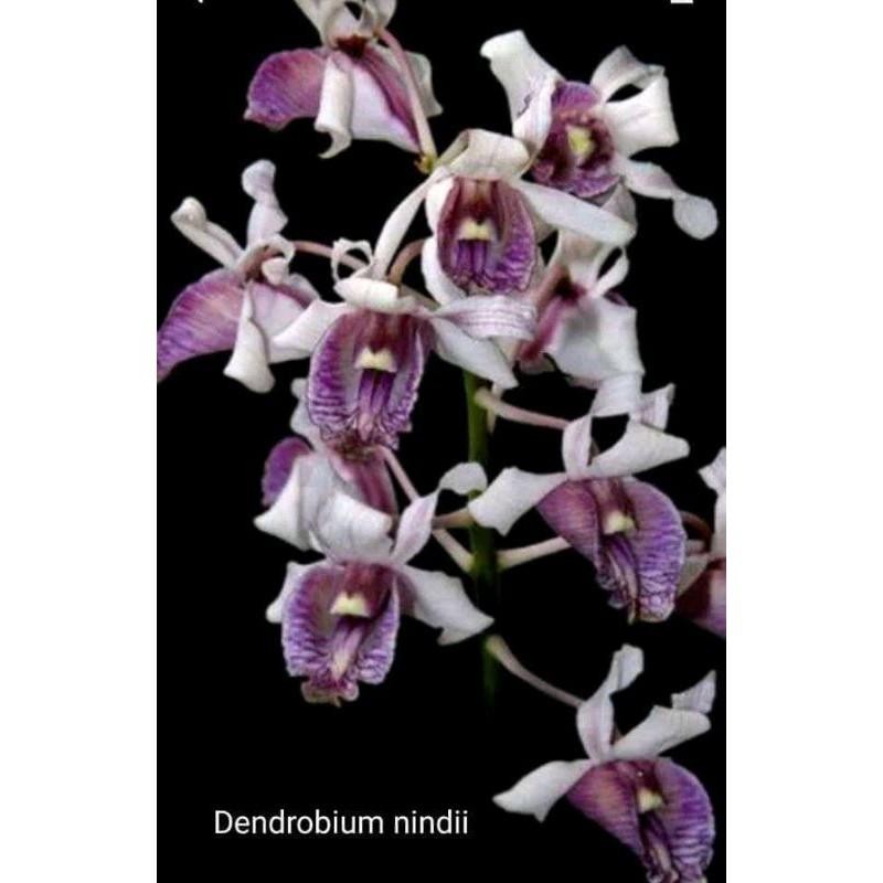 Anggrek dewasa dendrobium melintir