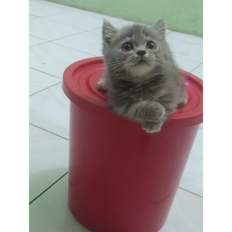 Munchkin top standar (betina)