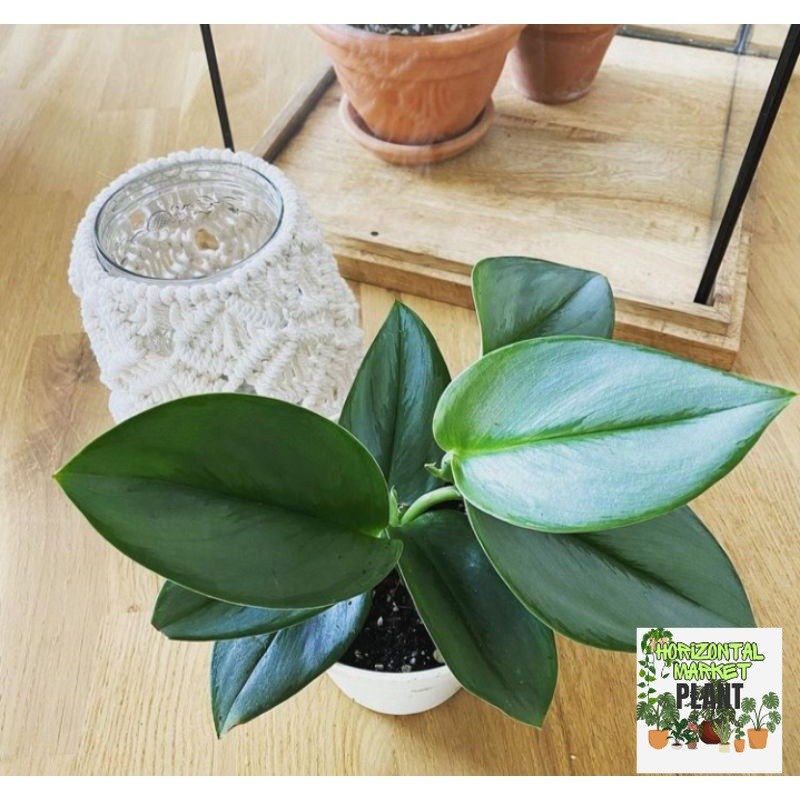 [BISA COD] tanaman hias scindapsus treubii moonlight - scindapsus moonlight-tanaman