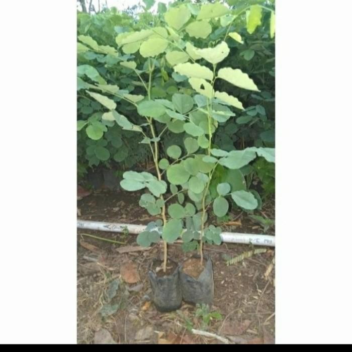 BIBIT TANAMAN POHON KAYU SONOKELING TINGGI 40CM UP Bibit Tanaman Super Unggul CV GLAMOUR TANI