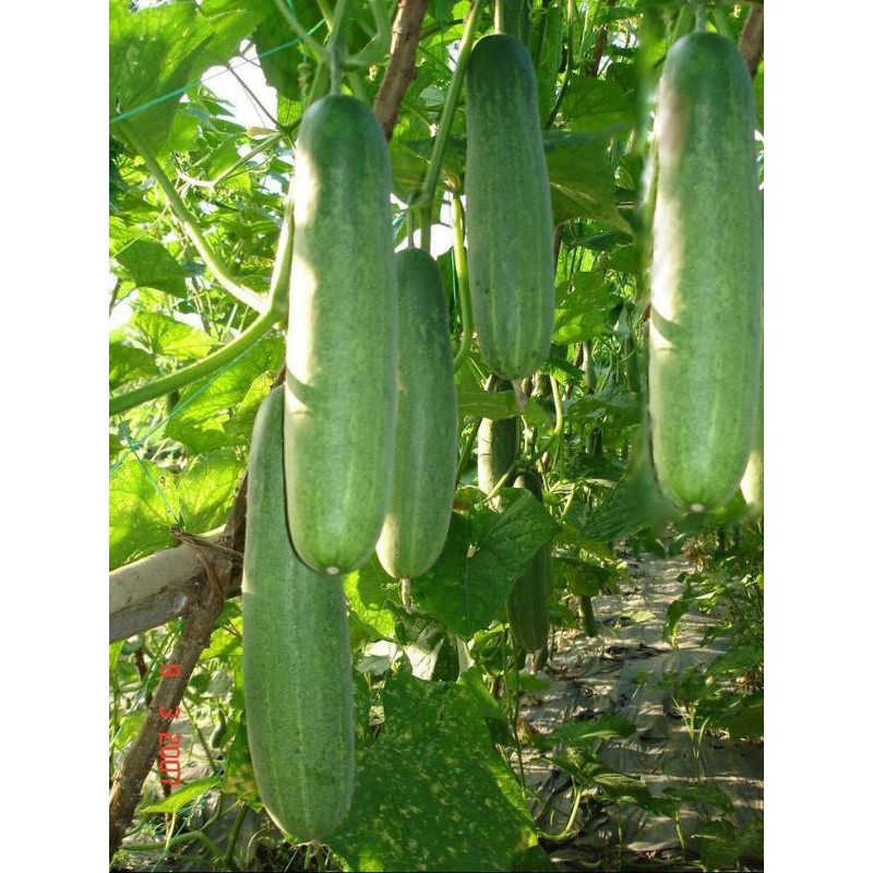 BIBIIT BENIH TIMUN SRIDEWI BERKUALITAS ISI 100 biji