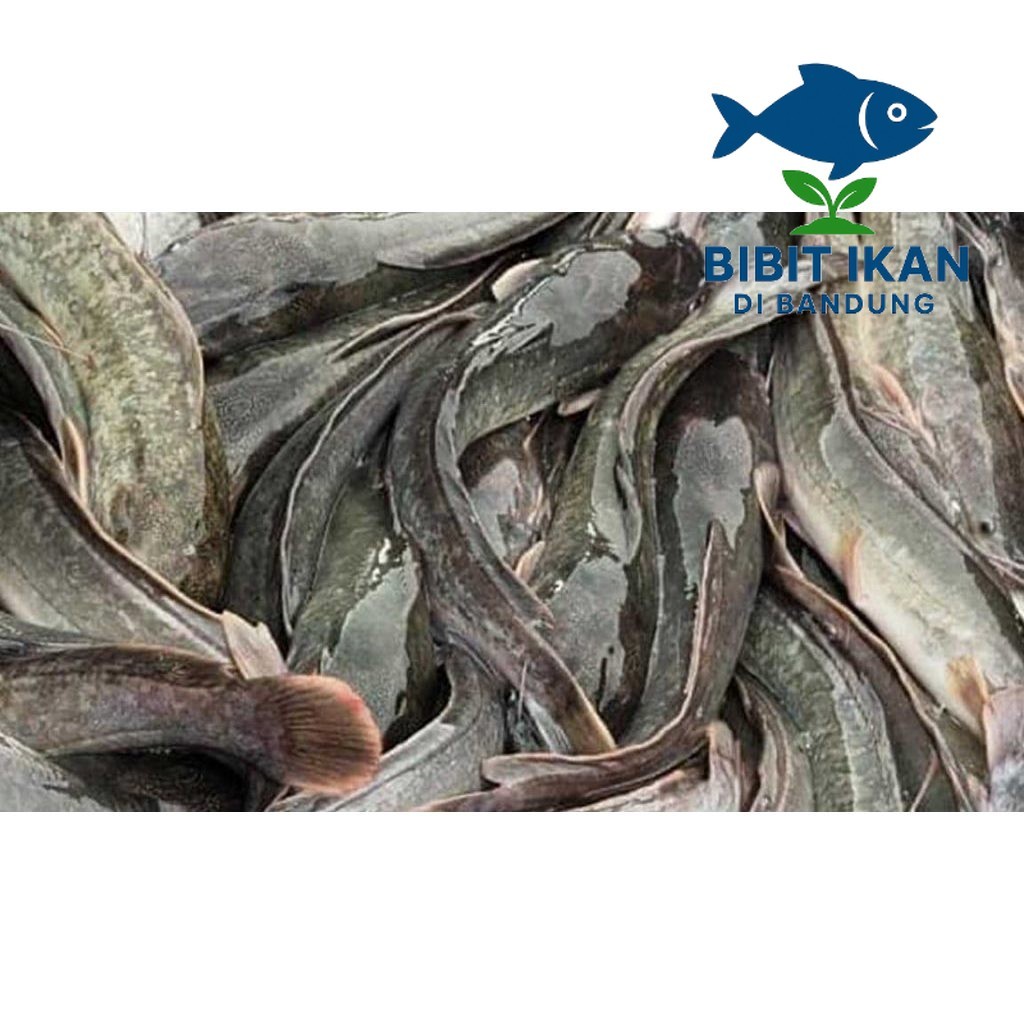 Ikan lele konsumsi hidup per kg / bibit ikan di bandung khusus intsan / BIDB