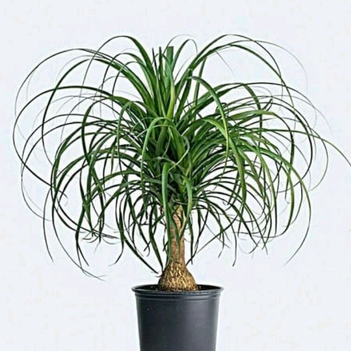 Tanaman Nolina Palem / Ponytail Palm / Palem Kuncir Kuda uk Sedang Sudah Berbonggol