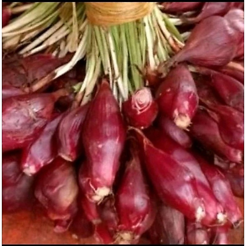 bawang dayak segar basah 7,5grm