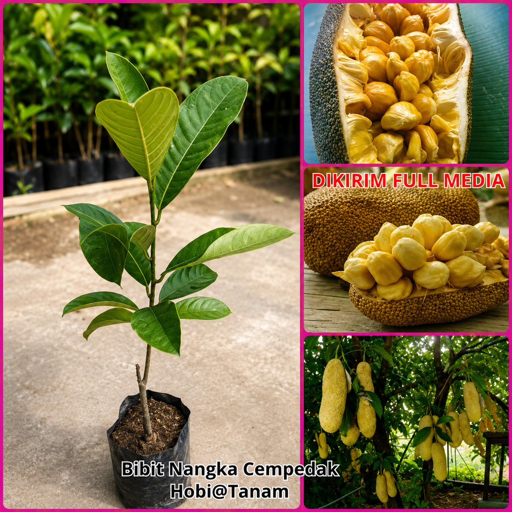 ( DIKIRIM FULL MEDIA ) bibit nangka cempedak bibit cempedak jumbo okulasi cepat berbuah pohon nangka