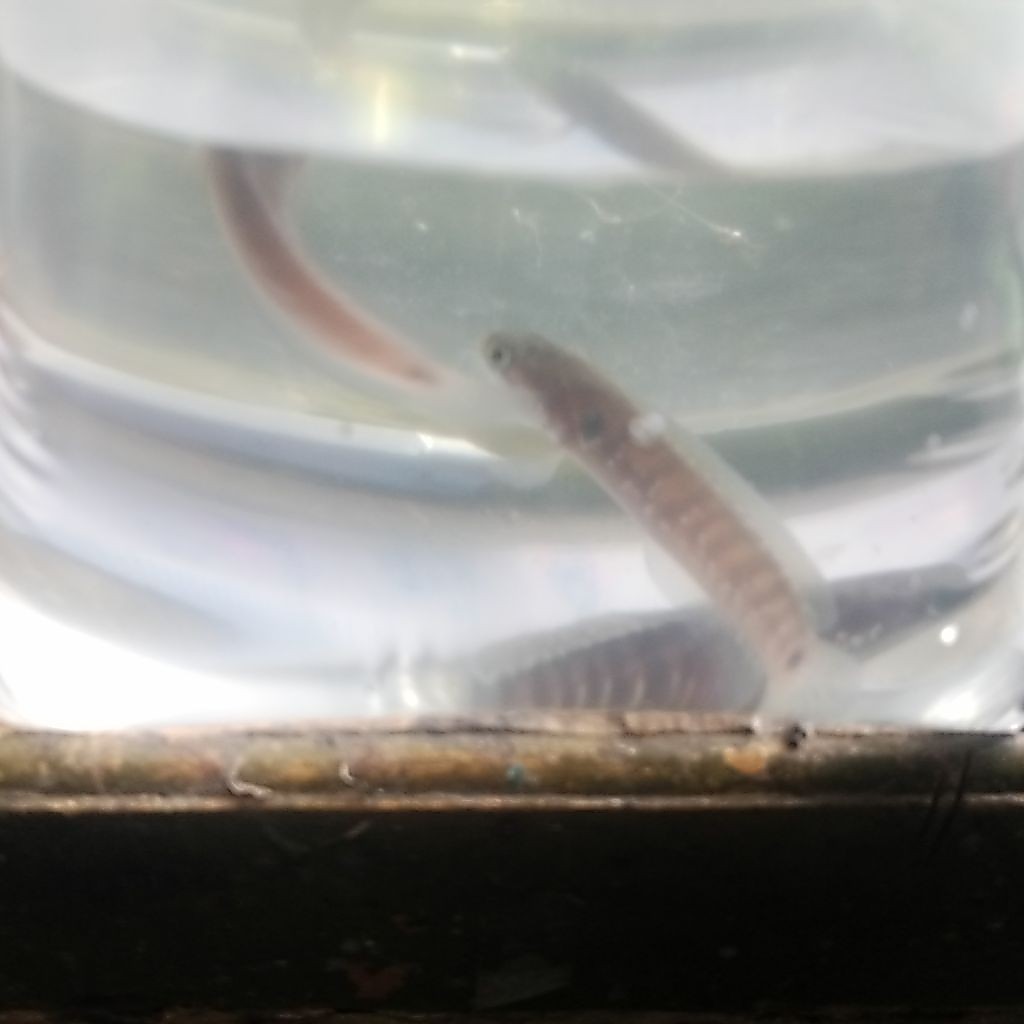 Paket air Ketapang isi 3 pair asiatica sz5 SD 7 cm