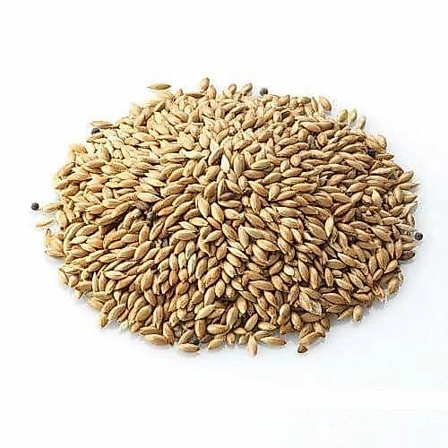 Terbaru Kenari Seed - Biji Pakan Kenari Kiloan