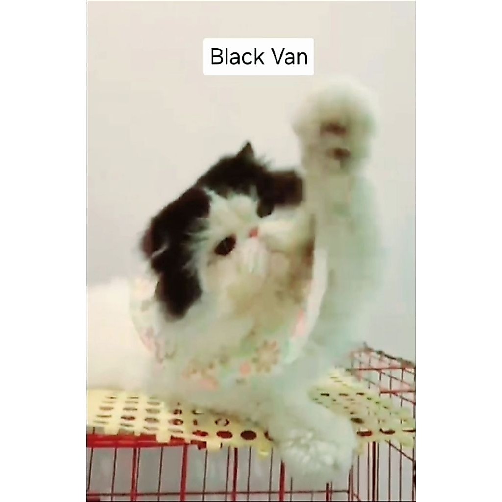 jasa pacak kucing persia line ped persian peaknose long hair