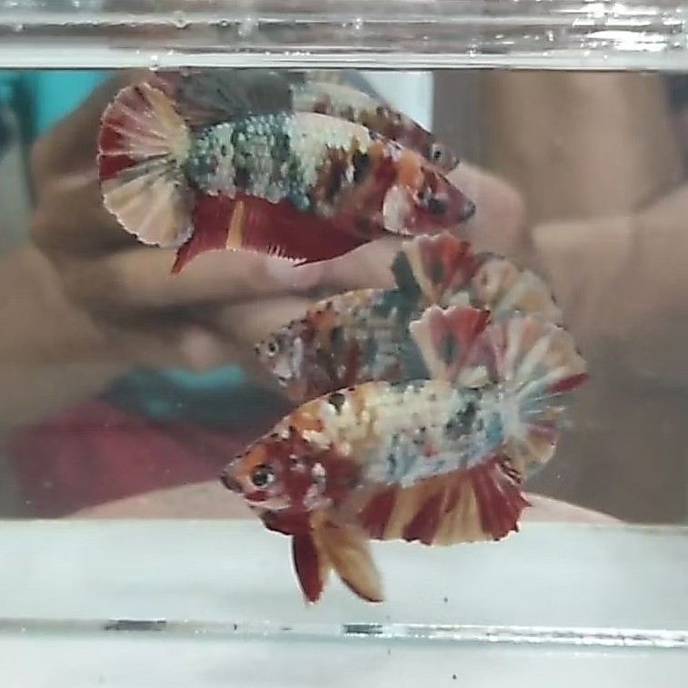 Ikan Hias Cupang Sepasang Plakat Nemo Copper