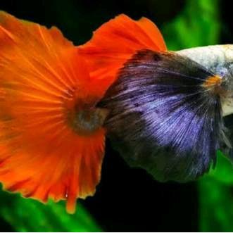 Guppy PRTDE KOI Grade Gupi Platinum Red Tail Dumbo Ear Koi  satu pasang