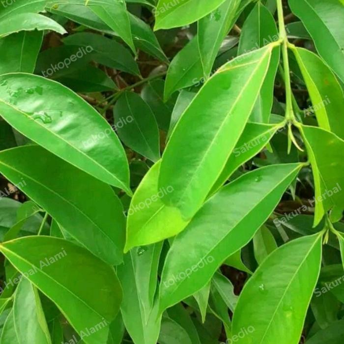 

daun mahkota dewa segar 50lembar