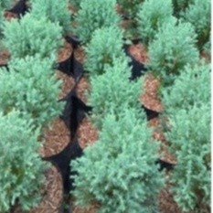 Pohon Tanaman Cemara Embun (Juniperus Communis )Pohon Cemara Bergaransi