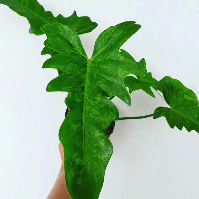 Philodendron Dragon Variegata Lime Fiddle | Tanaman Hias | Indoor