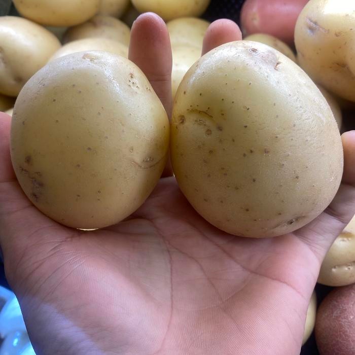 

Kentang cocktail austalia / potato cocktail impor 1kg