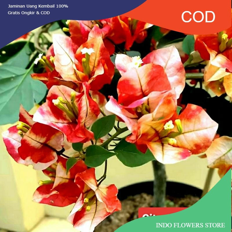 Bunga Bougenville Citra Monduring Merah Cimon (COD)