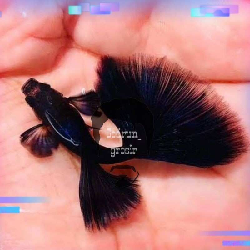 Hiasan aquarium hiasan aquarium ikan Guppy full black sepasang