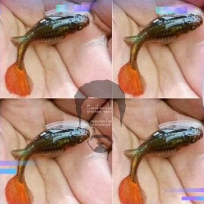 Hiasan Aqurium Guppy betina Paket 5 pcs (bawatelur)