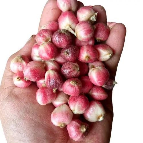 buah kapulaga segar kapulaga presh