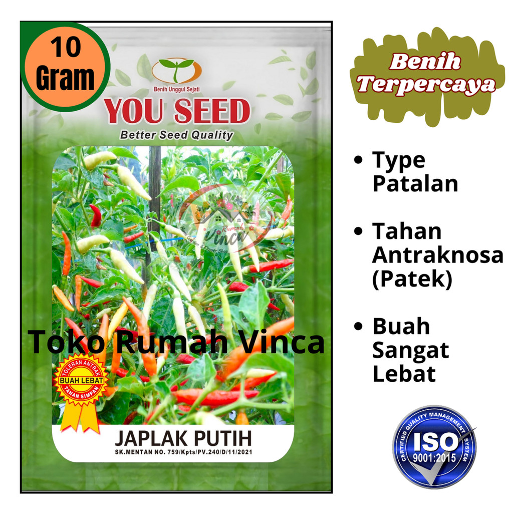 Benih Bibit Biji Cabe Rawit putih JAPLAK PUTIH 10g dari cap  You seed setara 2200 butir