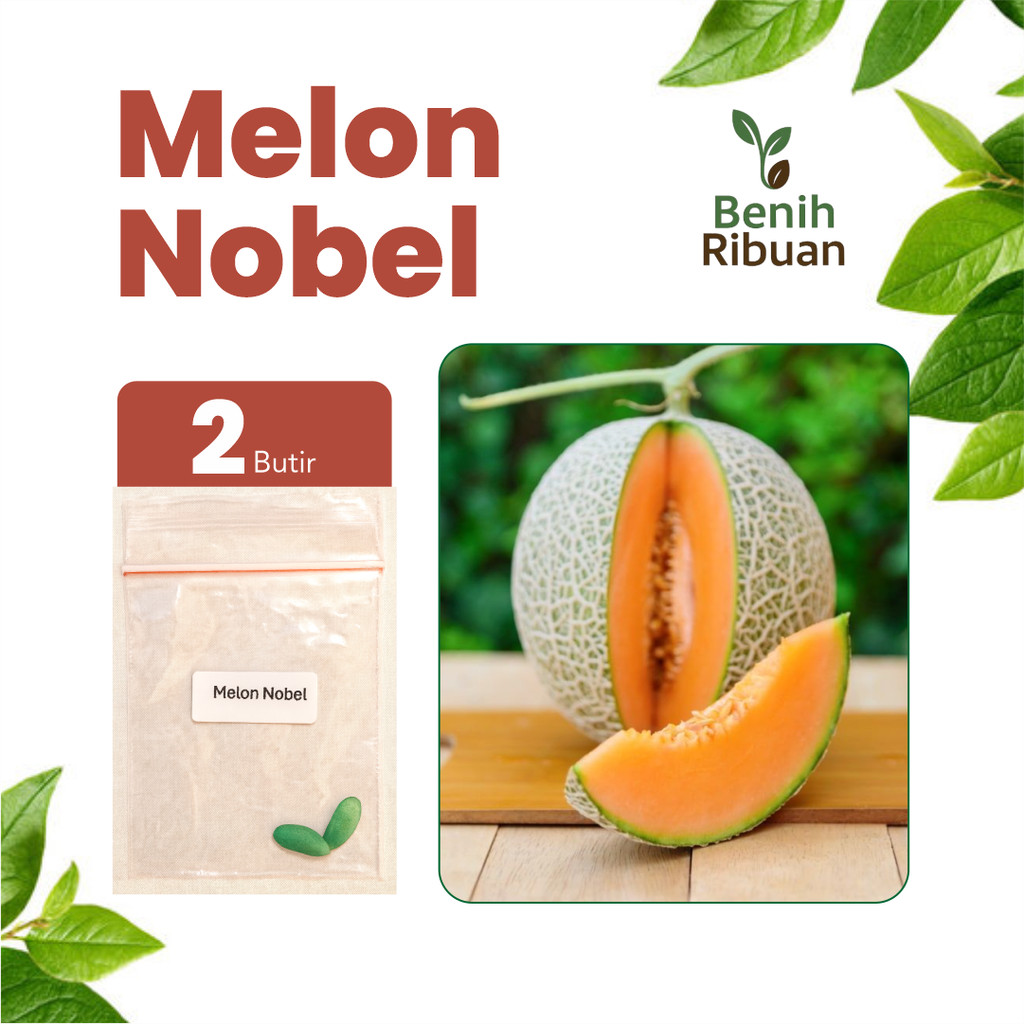 BENIH RIBUAN - Benih Buah Melon Jumbo Unggul Bibit Melon Jumbo Super F1 Benih Melon Manis Premium