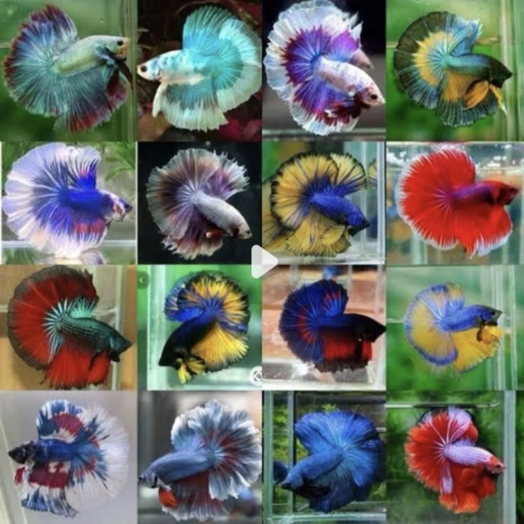 (BELI 5 GRATIS 1) STAR SPESIAL HALFMOON MALE SIZE L BEST PERFOMANCE EXSTRAX DAUN KETAPANG LAUT aquat