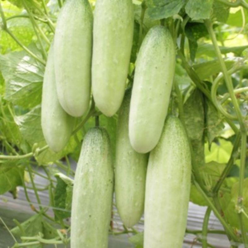 COD 500 BENIH MENTIMUN LALAP PUTIH SUPER biji benih timun putih lalap unggulan terbaik