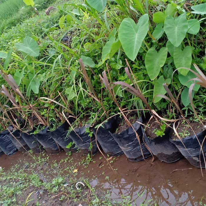 H.D Bibit Pohon Tebu Ireng atau Tebu Hitam Original 20-40cm