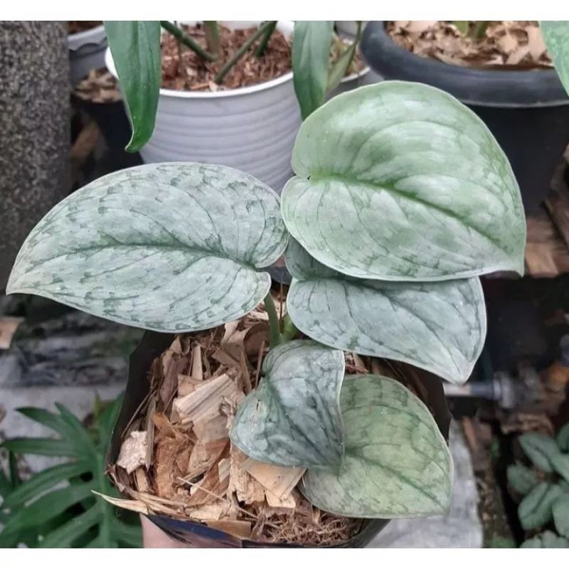 Tanaman Hias Scindapsus Silver Cloud