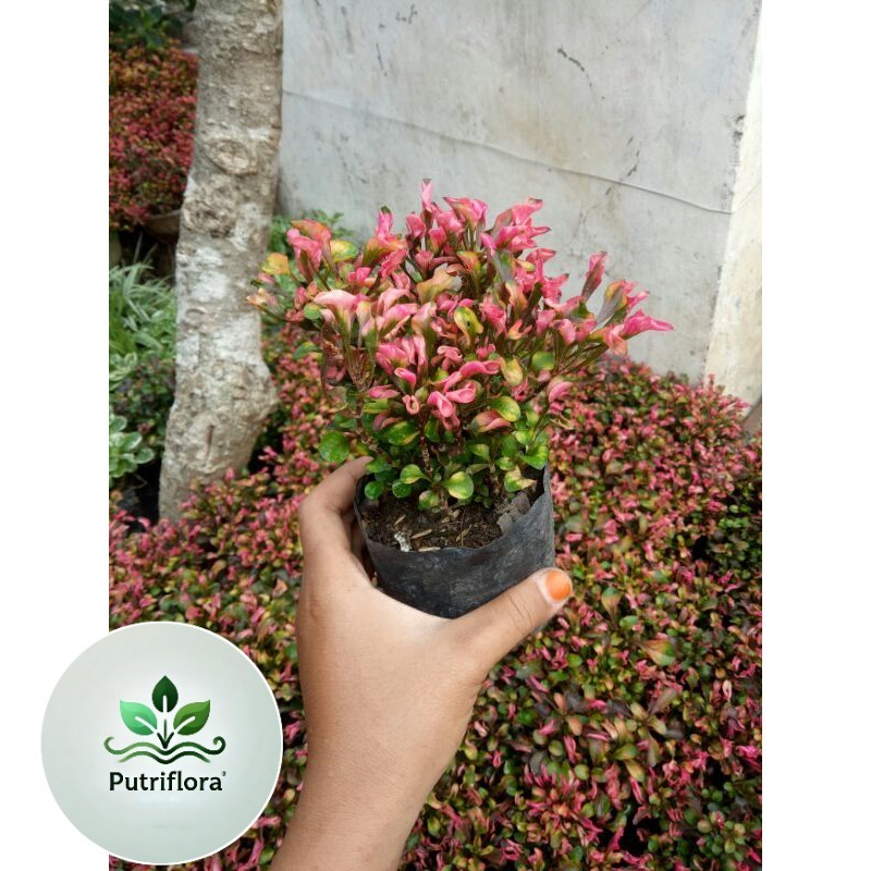 (PROMO) PAKET 20 Krokot Merah Super2