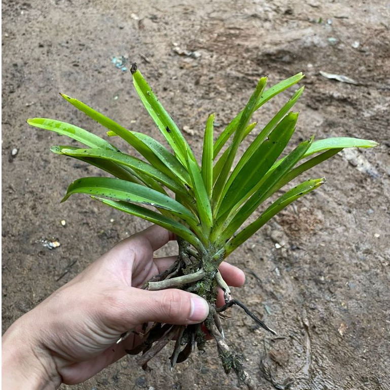 Paket 5 Anggrek Rhyncostilis Gigantea / Anggrek ekor Tupai mini / beby